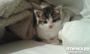 фотография: Лишай: есть ли способ защититься? фото: Лишай: есть ли способ защититься?