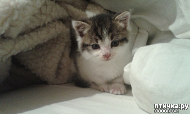 ���� 1: �����: ���� �� ������ ����������?