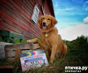 фотография: Впечатляющие фильмы и мультфильмы о животных, которые стоит посмотреть. фото: Впечатляющие фильмы и мультфильмы о животных, которые стоит посмотреть.