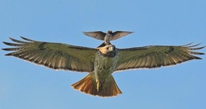 фотография: Орлы - хороший пример того, как воспитывать своих детей фото: Орлы - хороший пример того, как воспитывать своих детей