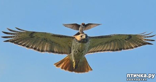 ���� 1: ���� - ������� ������ ����, ��� ����������� ����� �����