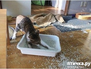 фотография: Говорили:-Заведи кота, уютно будет... фото: Говорили:-Заведи кота, уютно будет...