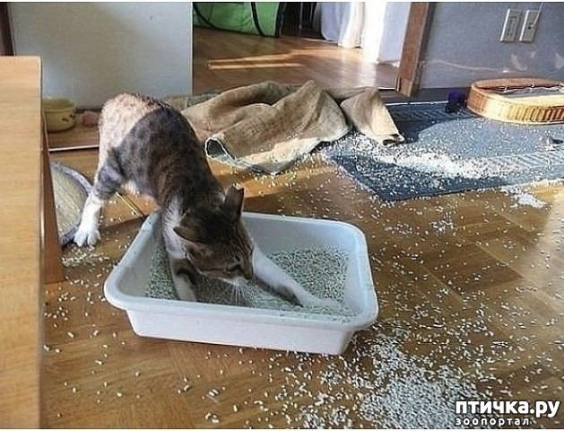 ���� 1: ��������:-������ ����, ����� �����...