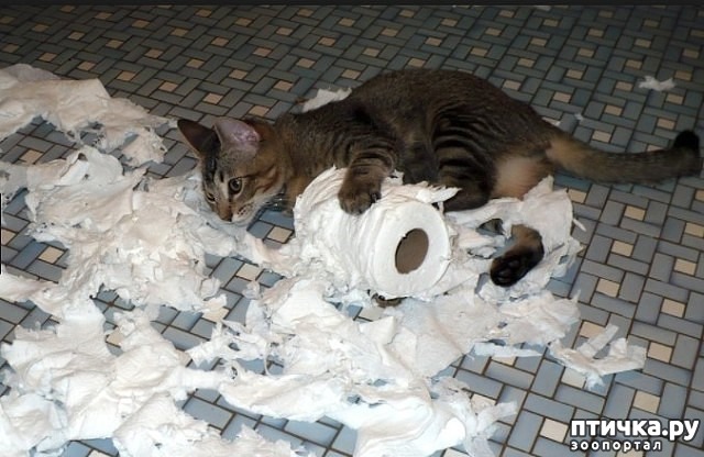 ���� 4: ��������:-������ ����, ����� �����...