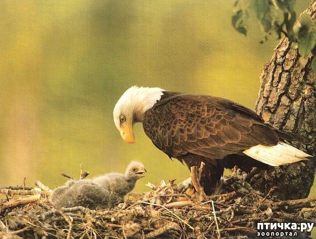 ���� 2: ���� - ������� ������ ����, ��� ����������� ����� �����