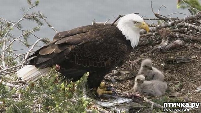 ���� 5: ���� - ������� ������ ����, ��� ����������� ����� �����