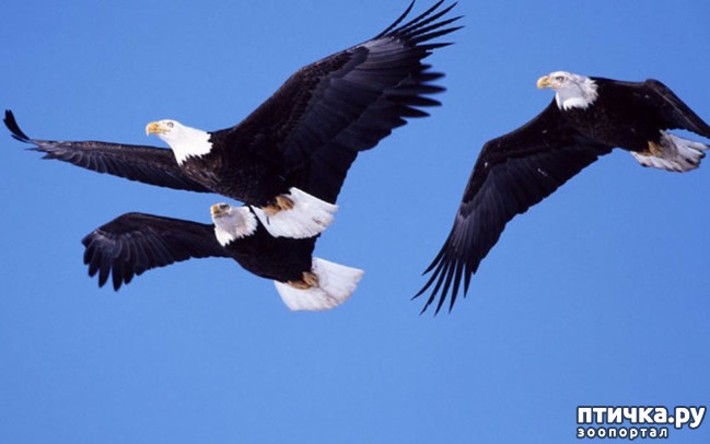 ���� 6: ���� - ������� ������ ����, ��� ����������� ����� �����