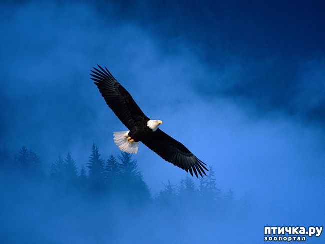 ���� 7: ���� - ������� ������ ����, ��� ����������� ����� �����