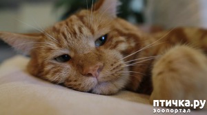 фотография: Если бы у кошек был свой форум! фото: Если бы у кошек был свой форум!