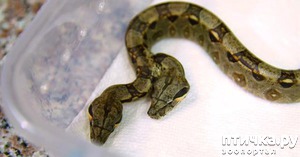 фото: Во Флориде родились змеи — сиамские близнецы