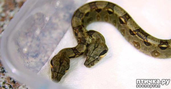фото 1: Во Флориде родились змеи — сиамские близнецы