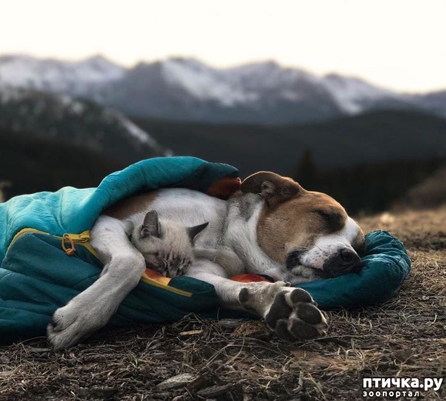 ���� 2: ����������� ���������������.