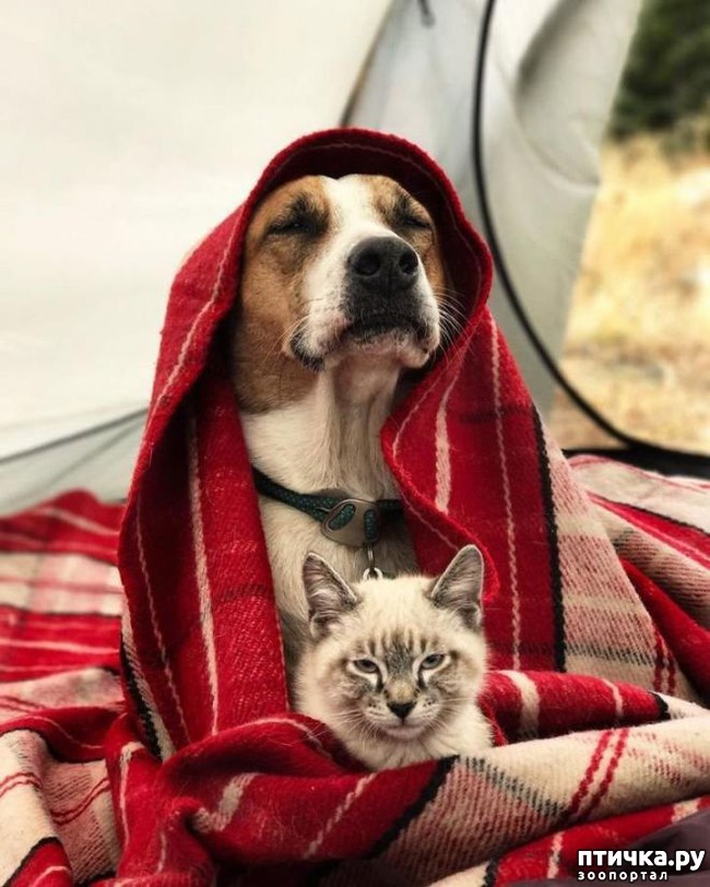 ���� 6: ����������� ���������������.