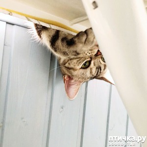 фотография: Утренние улыбки))) фото: Утренние улыбки)))