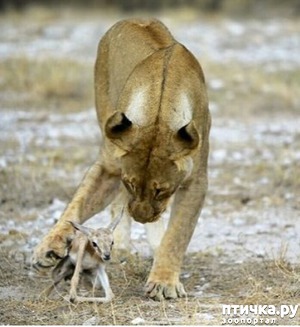 ����: ��� �������, � ������ - ������...