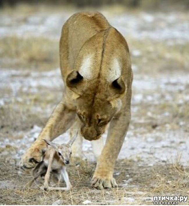 ���� 1: ��� �������, � ������ - ������...