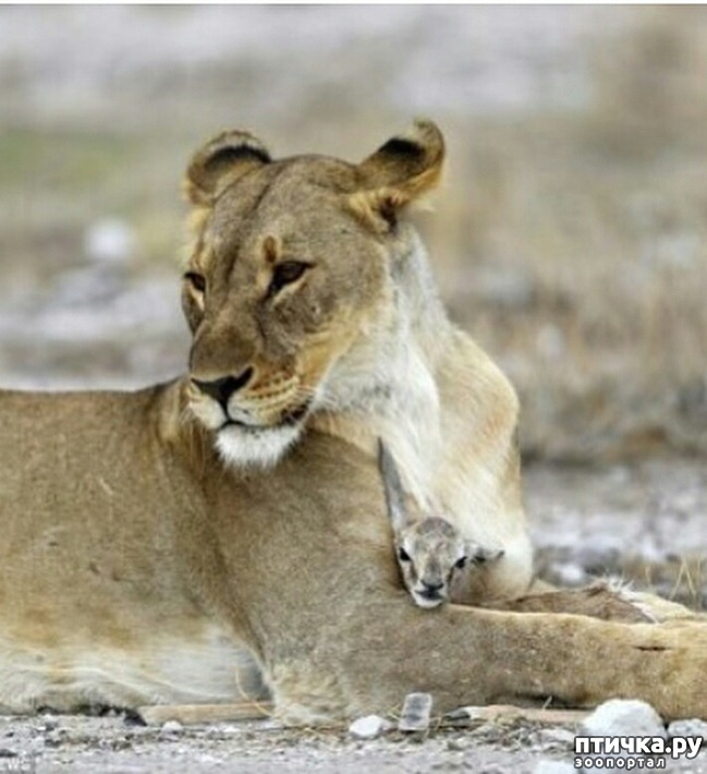 ���� 5: ��� �������, � ������ - ������...