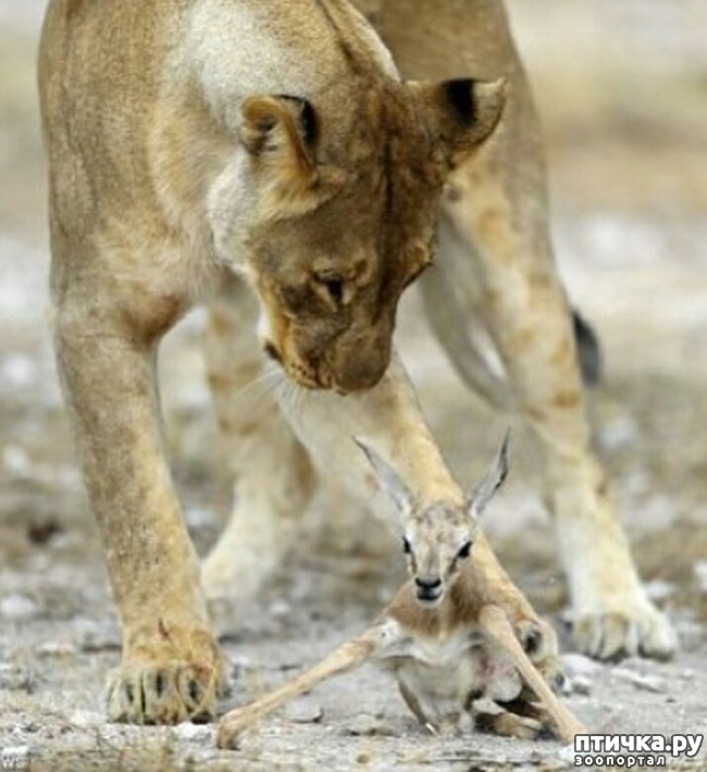 ���� 2: ��� �������, � ������ - ������...