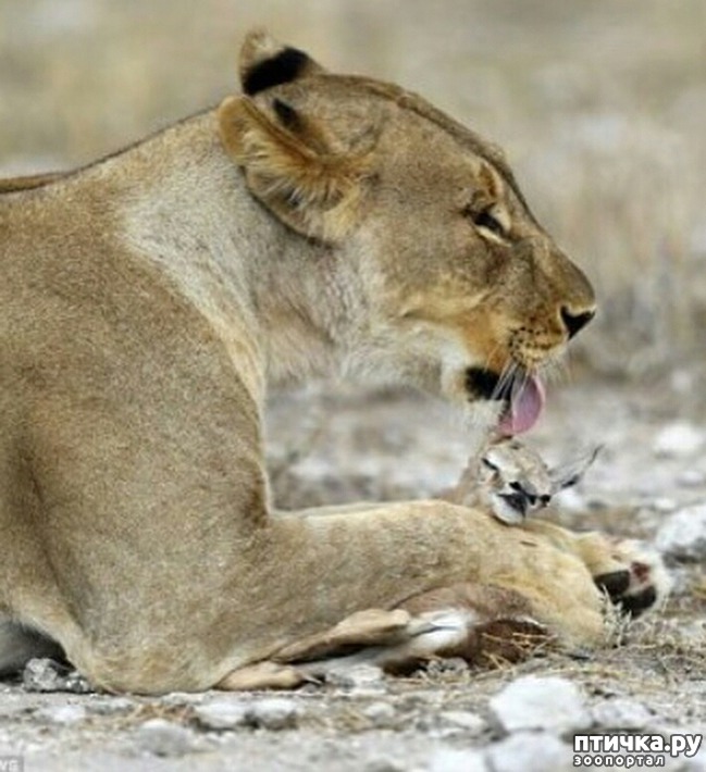 ���� 3: ��� �������, � ������ - ������...