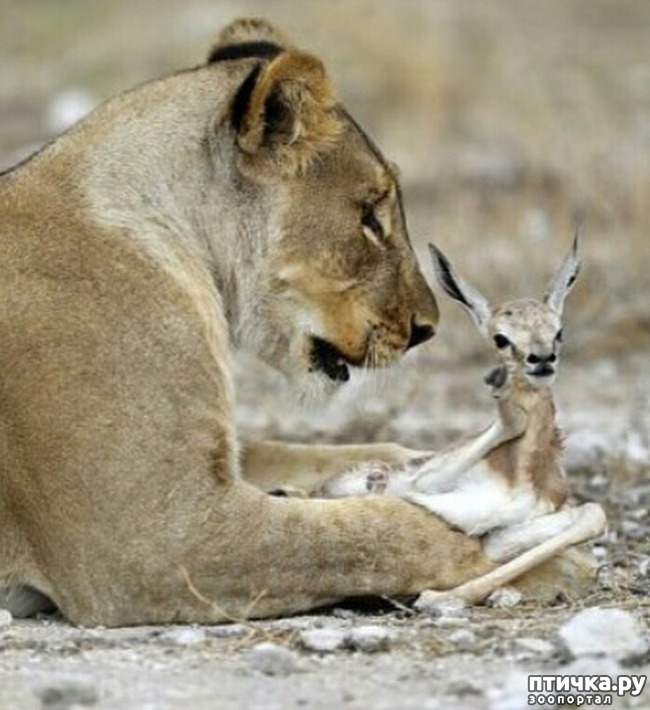 ���� 4: ��� �������, � ������ - ������...