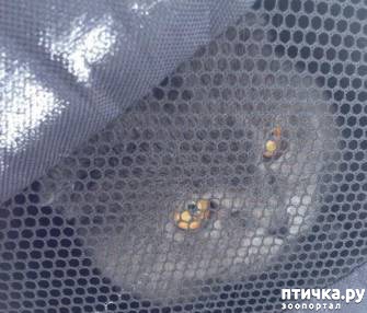 ���� 1: � ������������� ������� ������ ����, �������� � ��������� ���-�� ����� ������� � ���