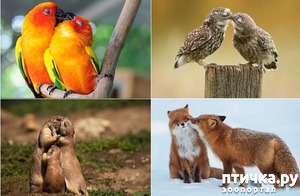 ����: � �������� � ���������� ��������.