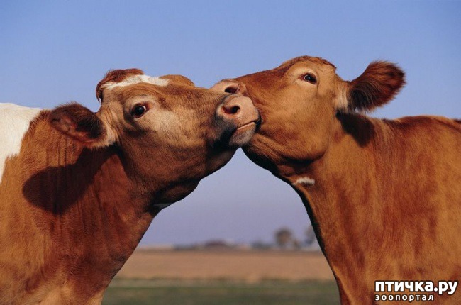 ���� 8: � �������� � ���������� ��������.