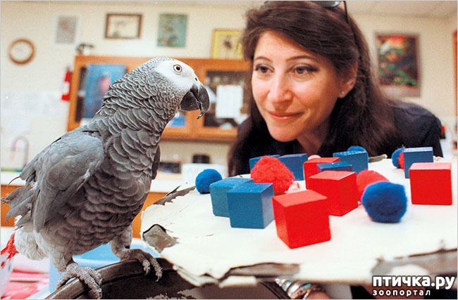 ���� 11: � �������� � ���������� ��������.