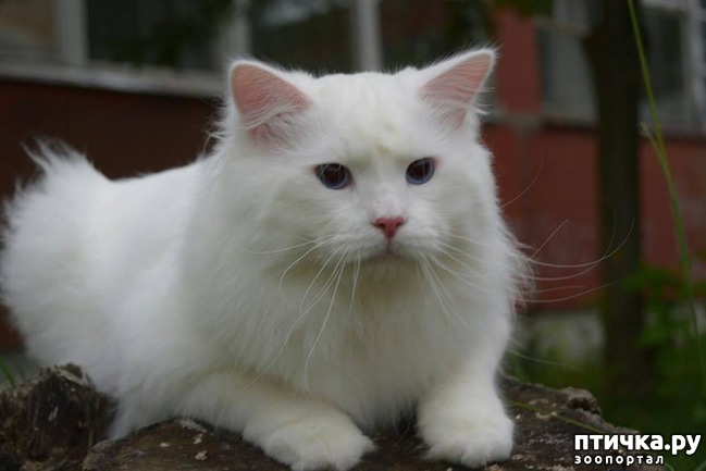 фото 1: Добро пожаловать в группу « Сибирские кошки ».