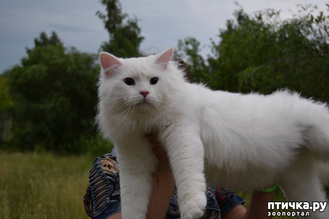 фото 2: Добро пожаловать в группу « Сибирские кошки ».