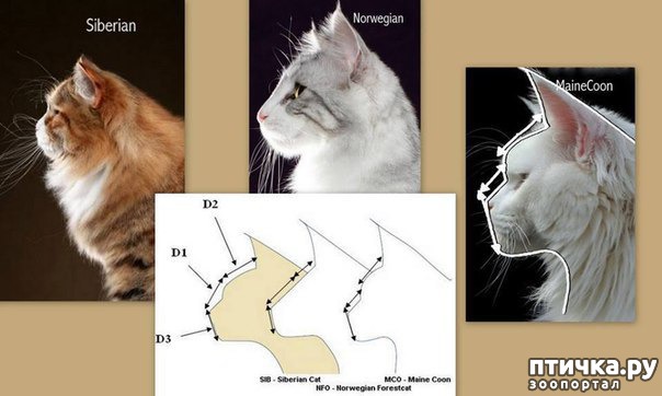 фото 2: Так выглядят норвежская кошка, сибирская кошка, мейн-кун.