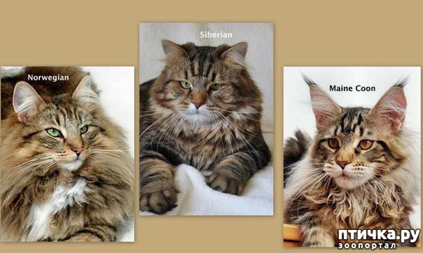 фото 1: Так выглядят норвежская кошка, сибирская кошка, мейн-кун.