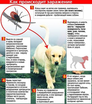 ����: �����������