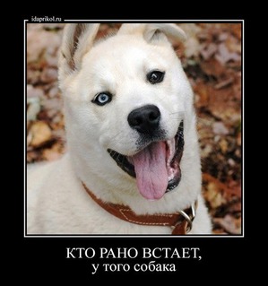 ����: �������� �������.