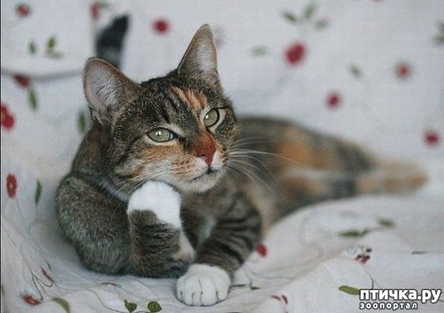 ���� 1: ��, �����������...