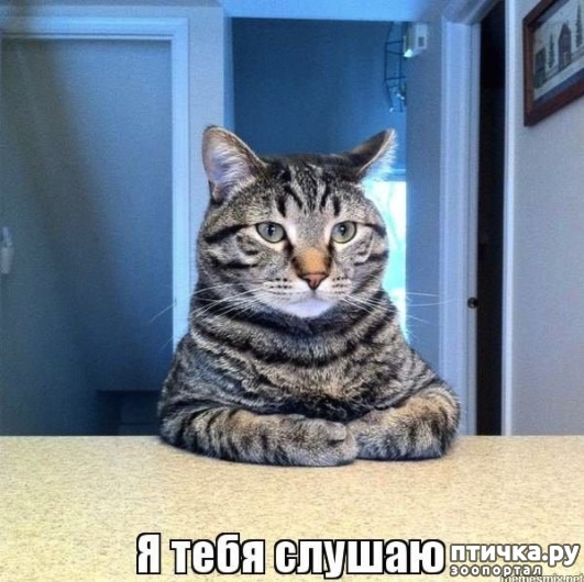 ���� 2: ��, �����������...