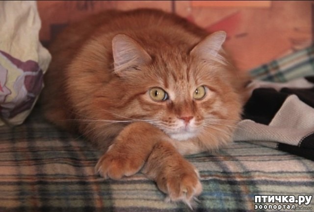 ���� 3: ��, �����������...