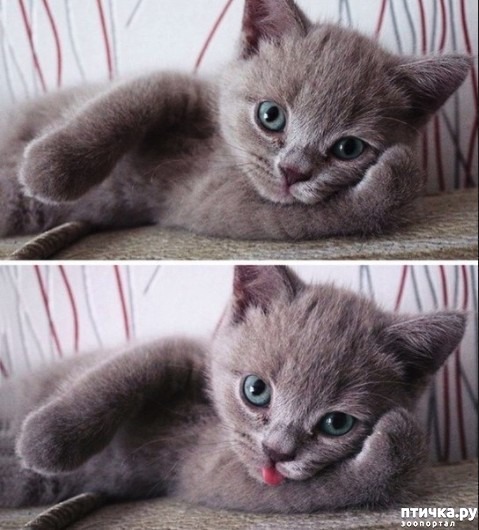 ���� 4: ��, �����������...