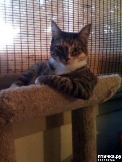 ���� 6: ��, �����������...