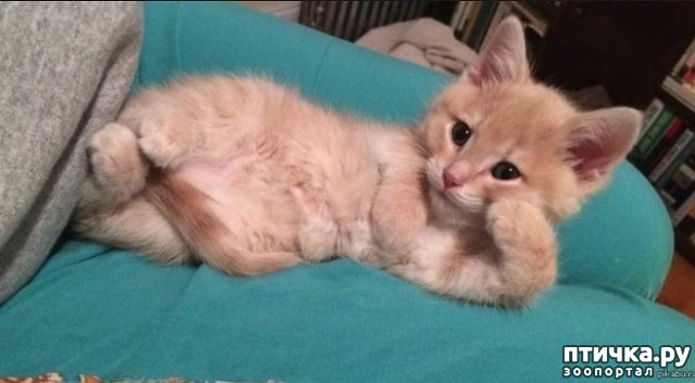 ���� 7: ��, �����������...