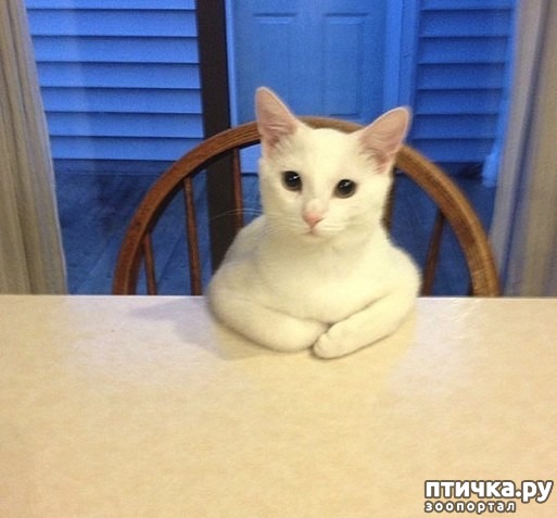 ���� 8: ��, �����������...