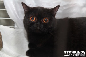 ����: ������: ����� �� ������.