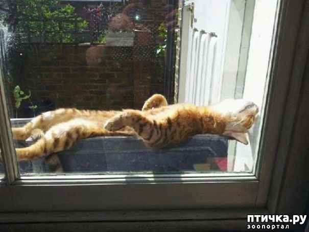 ���� 2: �����, ������� � ����������� ���� �����)))