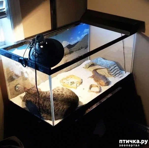 ���� 4: �����, ������� � ����������� ���� �����)))