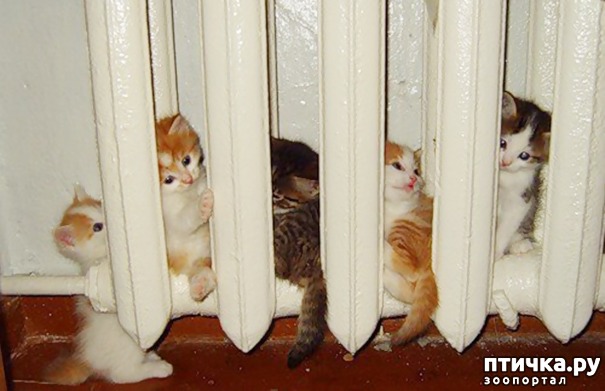 ���� 9: �����, ������� � ����������� ���� �����)))