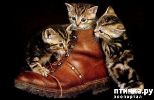 ����: ������ ����� �������� ����� ����?