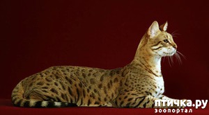 ����: ����� �����, ������ ��� �����