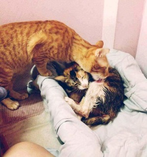 ����: ����-��� ����������� ����������� ����-����� �� ����� �����