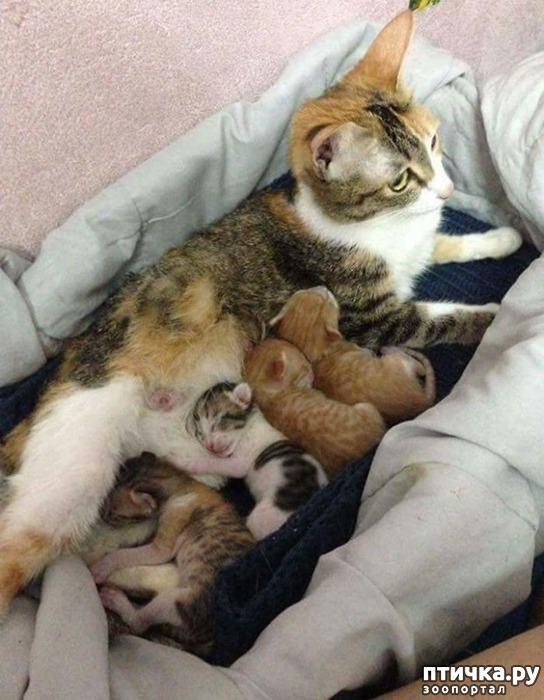  4: -   -   