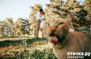 ����: ����, ��������� ��� ���������� "�������".